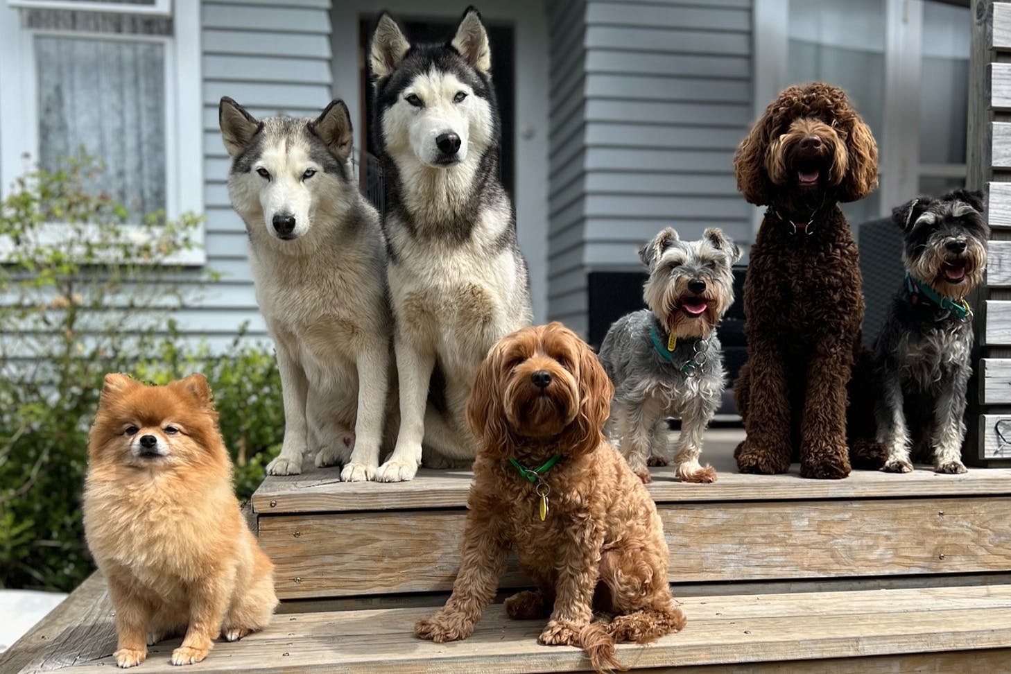 Dogs chill out on a deck at Wolfies Walkies, one of the best dog walkers in Auckland.
